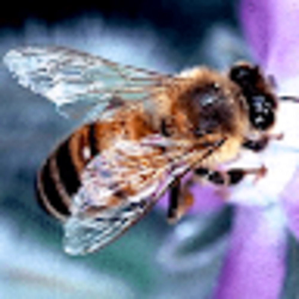 Meet your Posher, Sarah jane